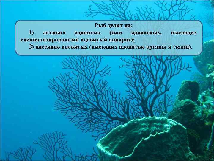 Рыб делят на: 1) активно ядовитых (или ядоносных, имеющих специализированный ядовитый аппарат); 2) пассивно