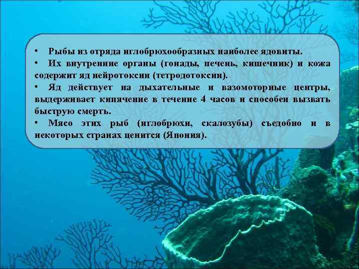  • Рыбы из отряда иглобрюхообразных наиболее ядовиты. • Их внутренние органы (гонады, печень,