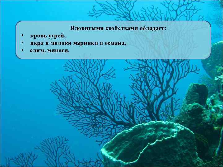 Ядовитыми свойствами обладает: • • • кровь угрей, икра и молоки маринки и османа,