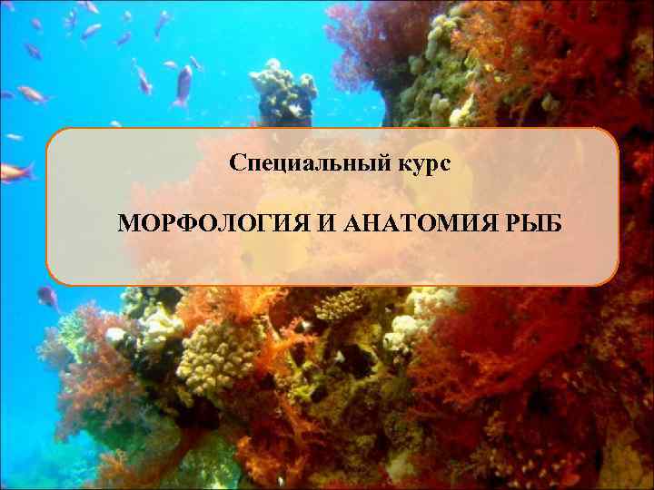Специальный курс МОРФОЛОГИЯ И АНАТОМИЯ РЫБ 