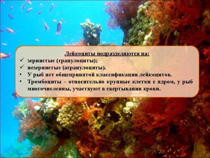 ü ü • • Лейкоциты подразделяются на: зернистые (гранулоциты); незернистые (агранулоциты). У рыб нет