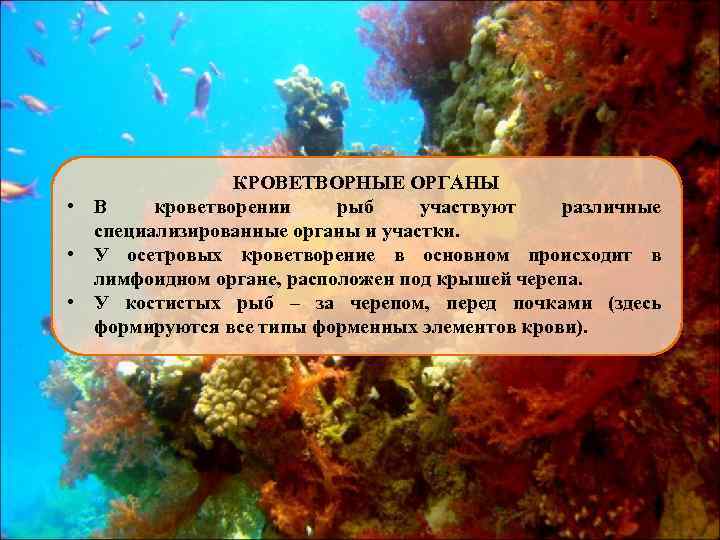 КРОВЕТВОРНЫЕ ОРГАНЫ • В кроветворении рыб участвуют различные специализированные органы и участки. • У