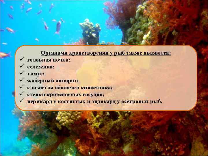 ü ü ü ü Органами кроветворения у рыб также являются: головная почка; селезенка; тимус;