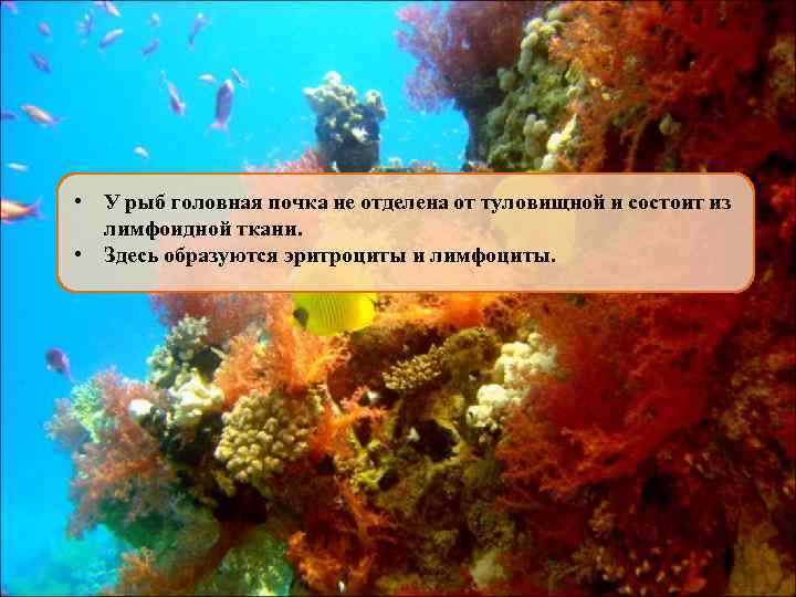  • У рыб головная почка не отделена от туловищной и состоит из лимфоидной