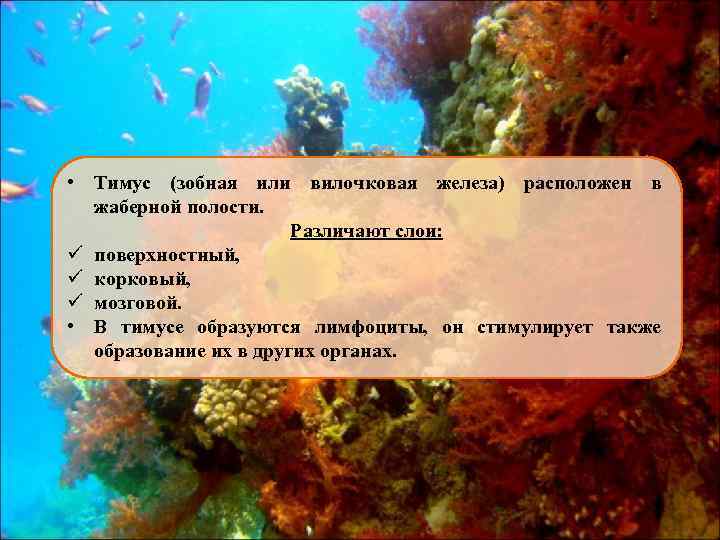  • Тимус (зобная или вилочковая железа) расположен в жаберной полости. Различают слои: ü