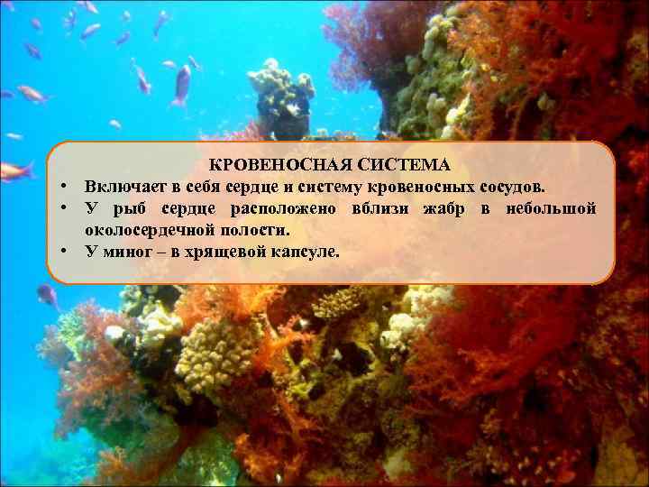КРОВЕНОСНАЯ СИСТЕМА • Включает в себя сердце и систему кровеносных сосудов. • У рыб