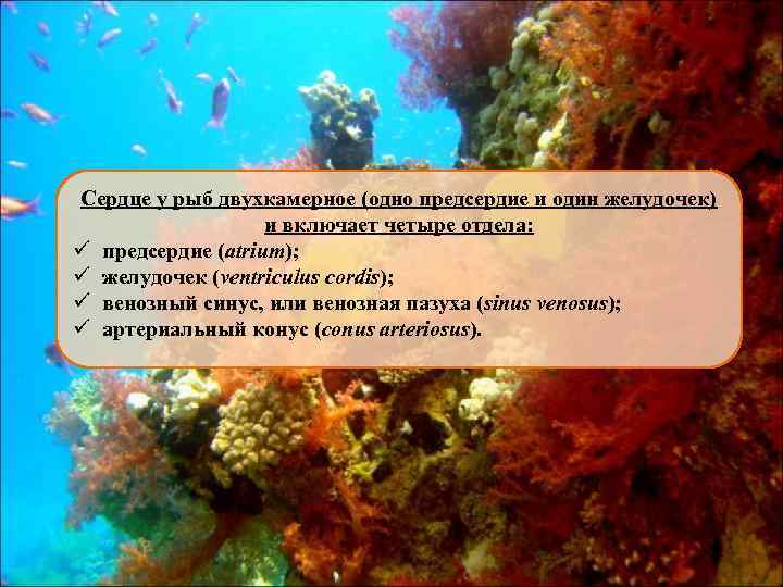 Сердце у рыб двухкамерное (одно предсердие и один желудочек) и включает четыре отдела: ü