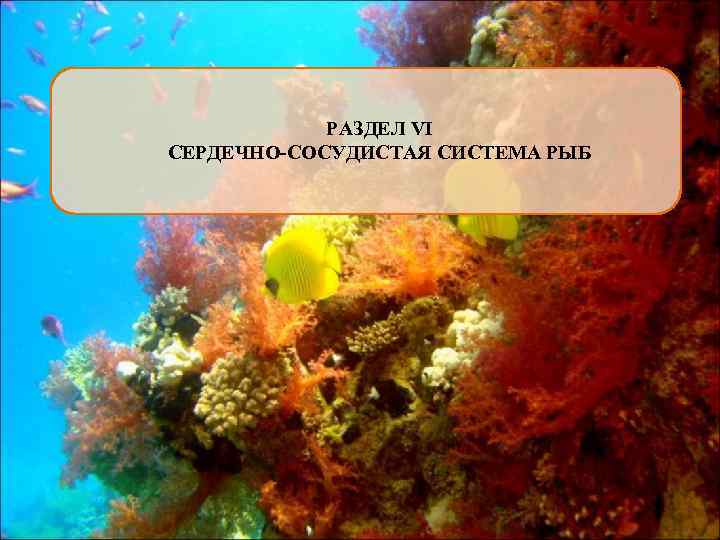 РАЗДЕЛ VI СЕРДЕЧНО-СОСУДИСТАЯ СИСТЕМА РЫБ 