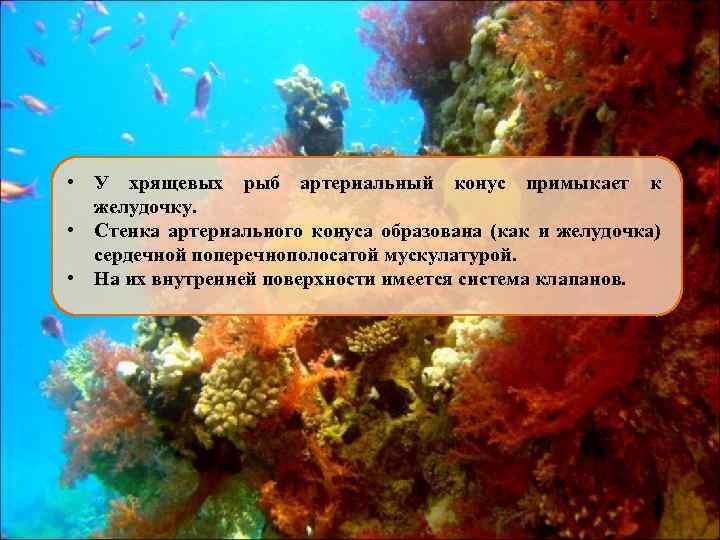  • У хрящевых рыб артериальный конус примыкает к желудочку. • Стенка артериального конуса