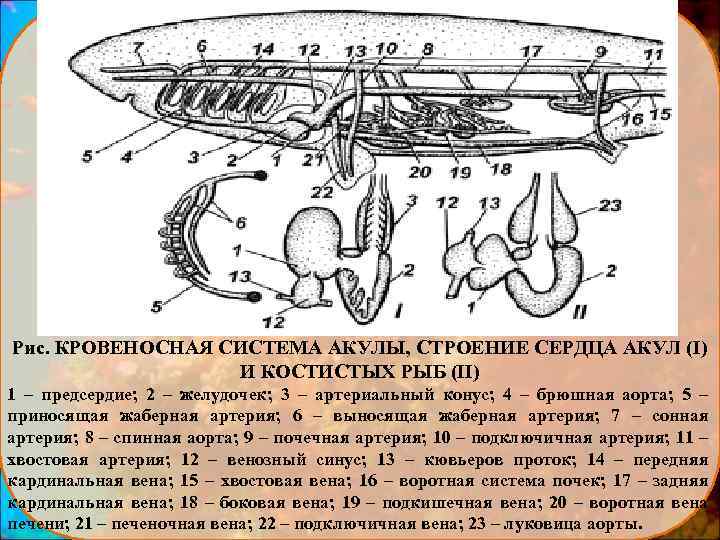 Схема строения черепа костистой рыбы