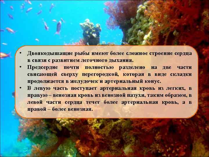  • Двоякодышащие рыбы имеют более сложное строение сердца в связи с развитием легочного