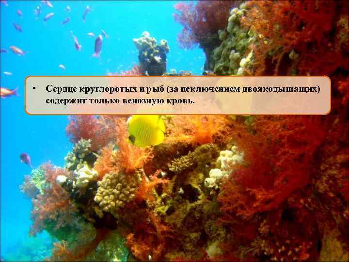  • Сердце круглоротых и рыб (за исключением двоякодышащих) содержит только венозную кровь. 