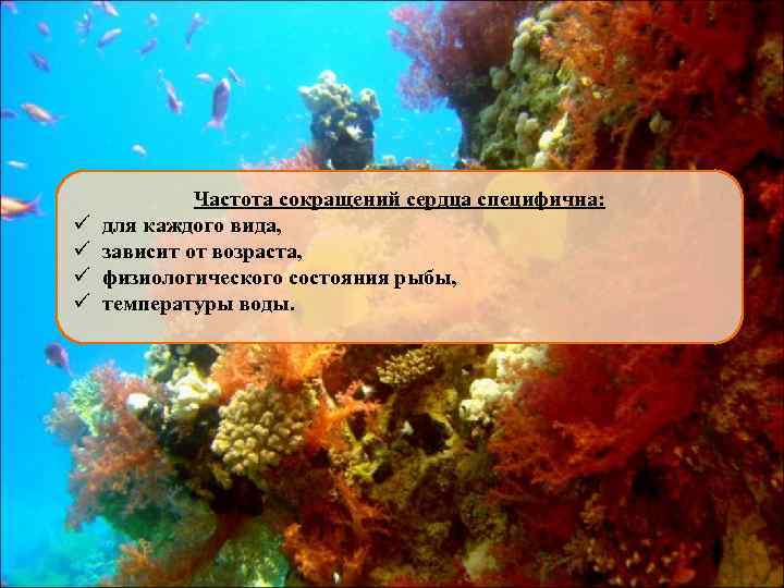 ü ü Частота сокращений сердца специфична: для каждого вида, зависит от возраста, физиологического состояния