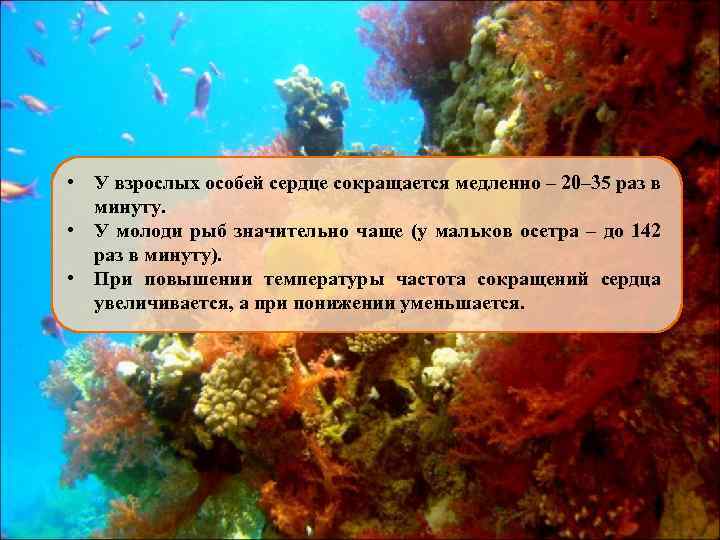  • У взрослых особей сердце сокращается медленно – 20– 35 раз в минуту.