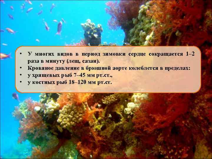  • У многих видов в период зимовки сердце сокращается 1– 2 раза в