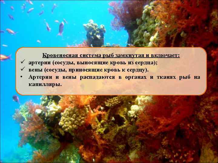 Кровеносная система рыб замкнутая и включает: ü артерии (сосуды, выносящие кровь из сердца); ü