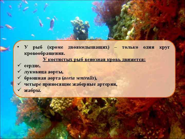  • У рыб (кроме двоякодышащих) – только один круг кровообращения. У костистых рыб