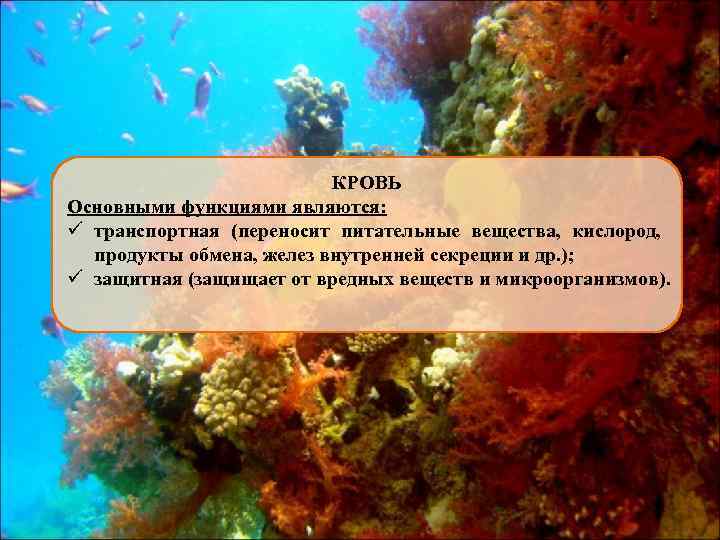 КРОВЬ Основными функциями являются: ü транспортная (переносит питательные вещества, кислород, продукты обмена, желез внутренней