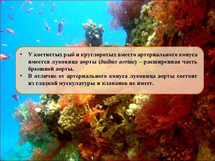 • У костистых рыб и круглоротых вместо артериального конуса имеется луковица аорты (bulbus