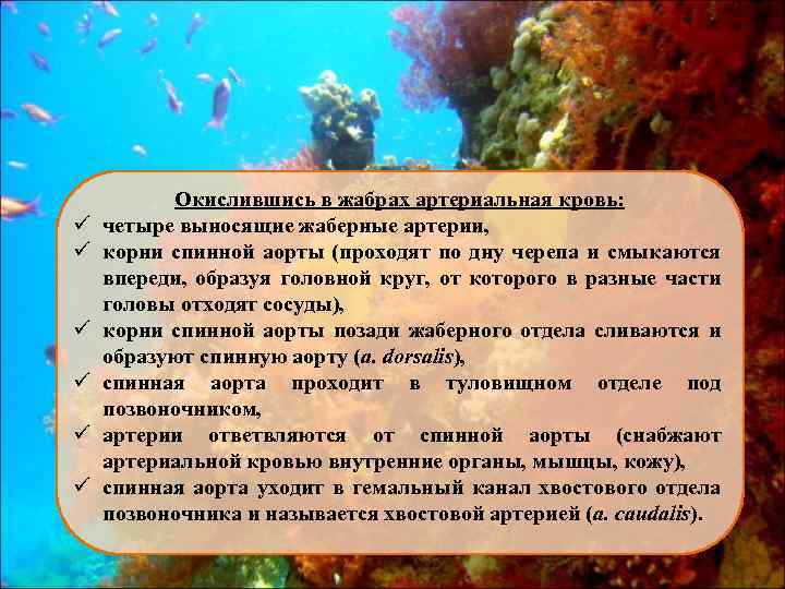 ü ü ü Окислившись в жабрах артериальная кровь: четыре выносящие жаберные артерии, корни спинной