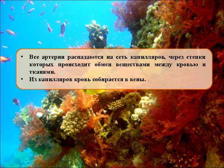  • Все артерии распадаются на сеть капилляров, через стенки которых происходит обмен веществами