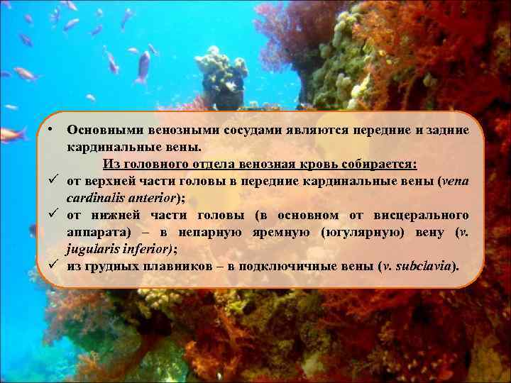  • Основными венозными сосудами являются передние и задние кардинальные вены. Из головного отдела
