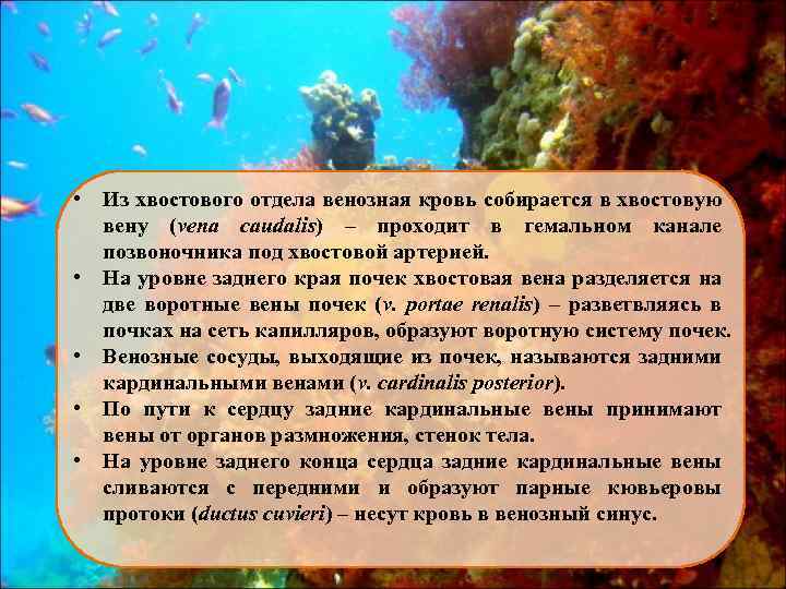  • Из хвостового отдела венозная кровь собирается в хвостовую вену (vena caudalis) –