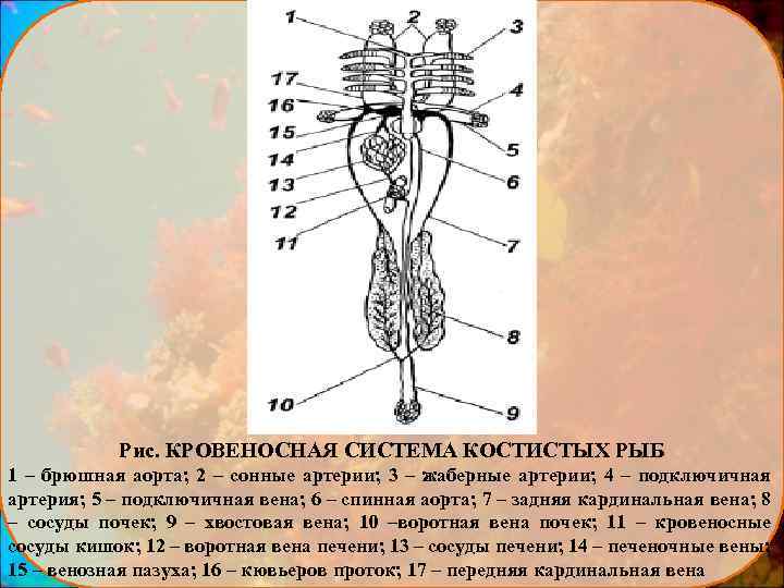 Рис. КРОВЕНОСНАЯ СИСТЕМА КОСТИСТЫХ РЫБ 1 – брюшная аорта; 2 – сонные артерии; 3