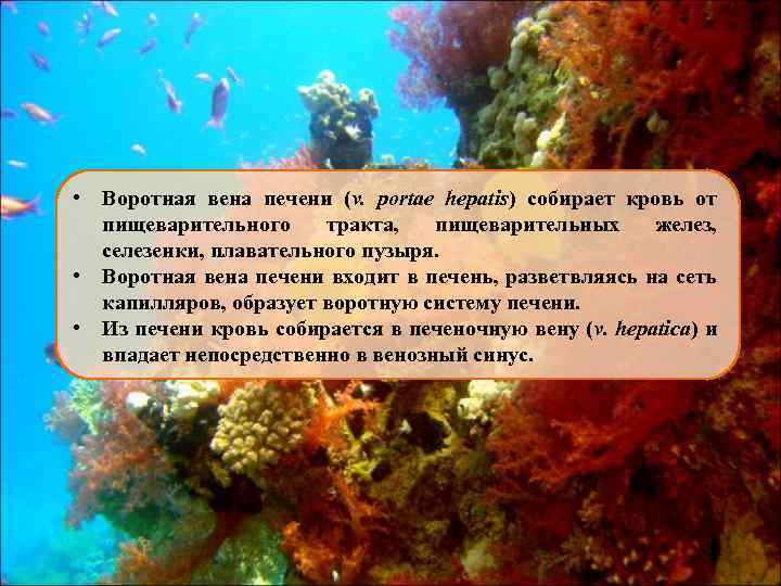  • Воротная вена печени (v. portae hepatis) собирает кровь от пищеварительного тракта, пищеварительных