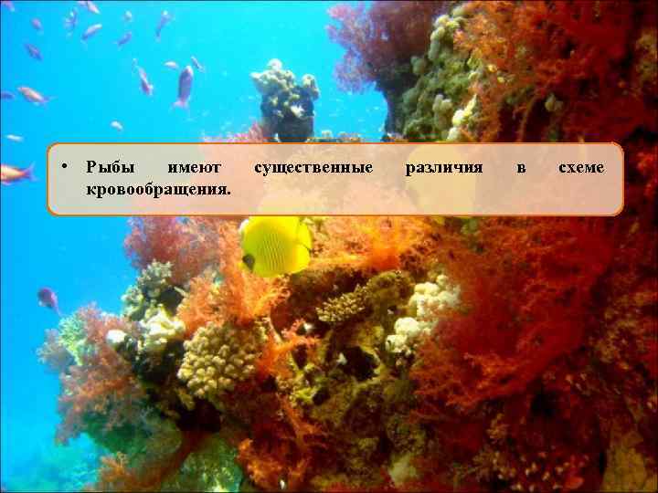  • Рыбы имеют кровообращения. существенные различия в схеме 