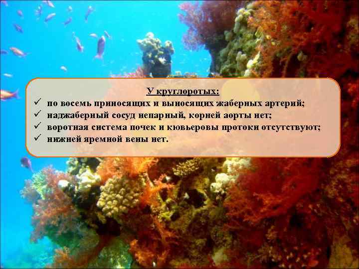 ü ü У круглоротых: по восемь приносящих и выносящих жаберных артерий; наджаберный сосуд непарный,