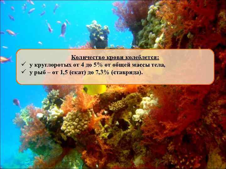Количество крови колеблется: ü у круглоротых от 4 до 5% от общей массы тела,