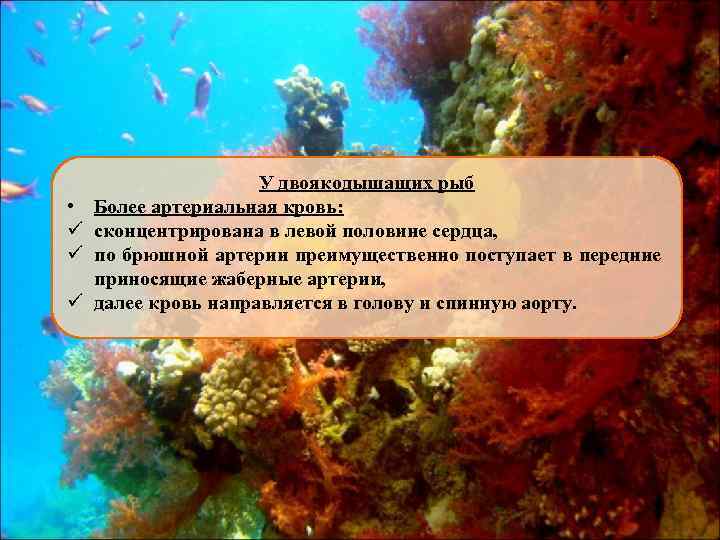  • ü ü ü У двоякодышащих рыб Более артериальная кровь: сконцентрирована в левой