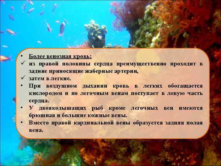  • Более венозная кровь: ü из правой половины сердца преимущественно проходит в задние