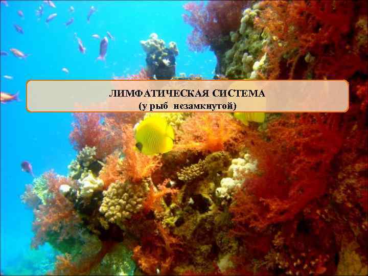 ЛИМФАТИЧЕСКАЯ СИСТЕМА (у рыб незамкнутой) 