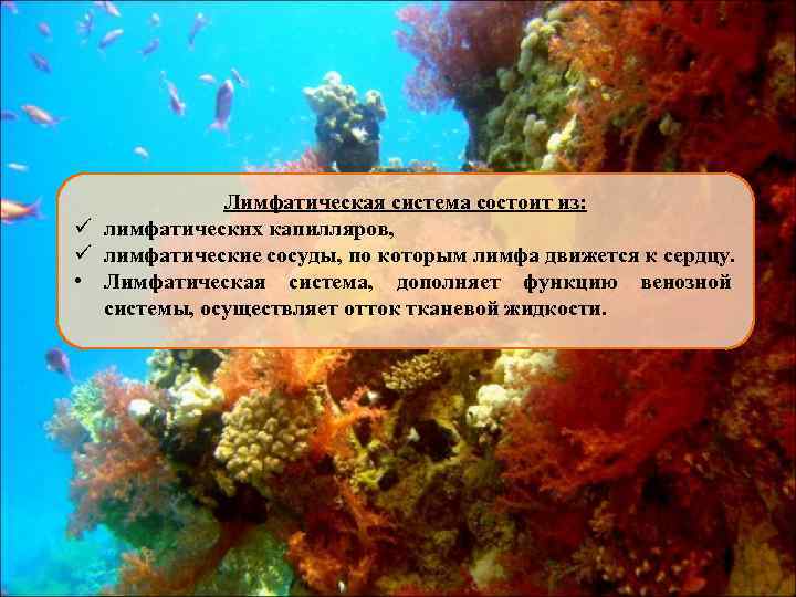 Лимфатическая система состоит из: ü лимфатических капилляров, ü лимфатические сосуды, по которым лимфа движется