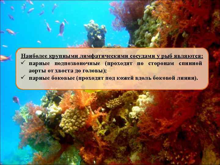 Наиболее крупными лимфатическими сосудами у рыб являются: ü парные подпозвоночные (проходят по сторонам спинной