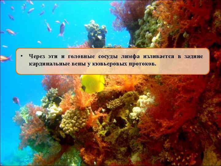  • Через эти и головные сосуды лимфа изливается в задние кардинальные вены у