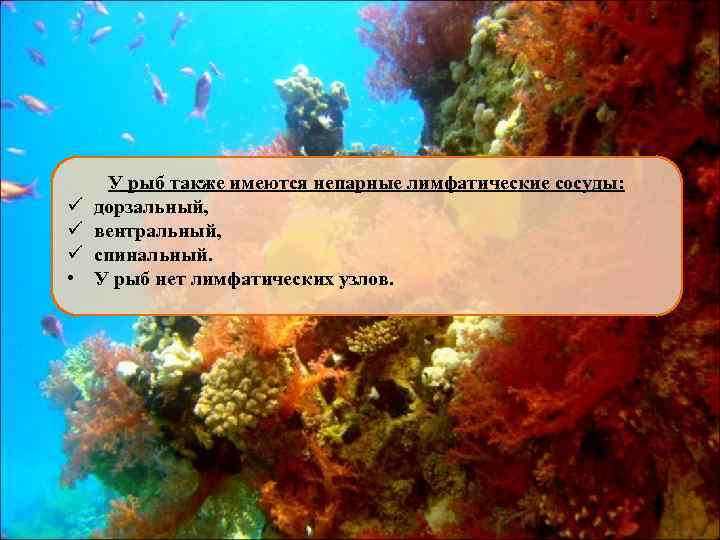 ü ü ü • У рыб также имеются непарные лимфатические сосуды: дорзальный, вентральный, спинальный.