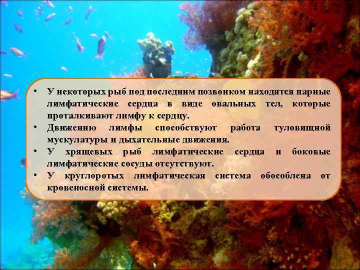  • У некоторых рыб под последним позвонком находятся парные лимфатические сердца в виде