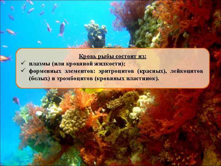 Кровь рыбы состоит из: ü плазмы (или кровяной жидкости); ü форменных элементов: эритроцитов (красных),