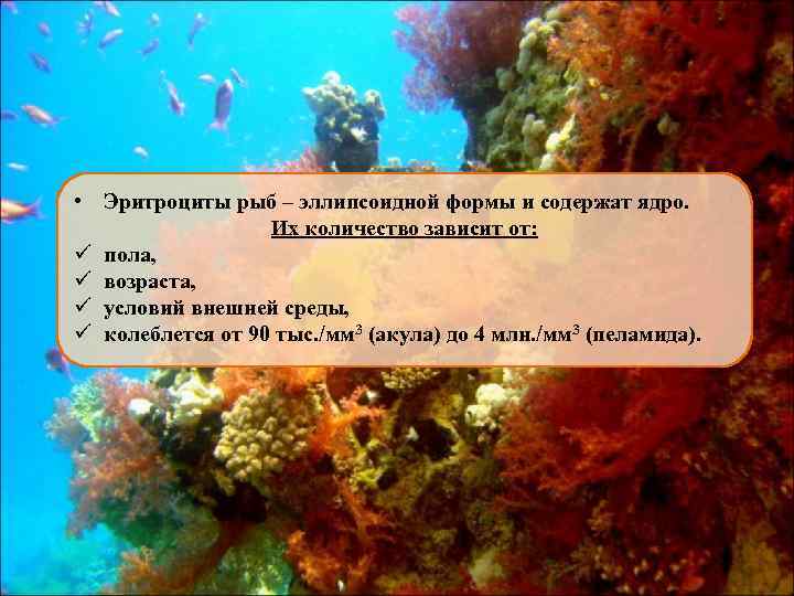  • Эритроциты рыб – эллипсоидной формы и содержат ядро. Их количество зависит от:
