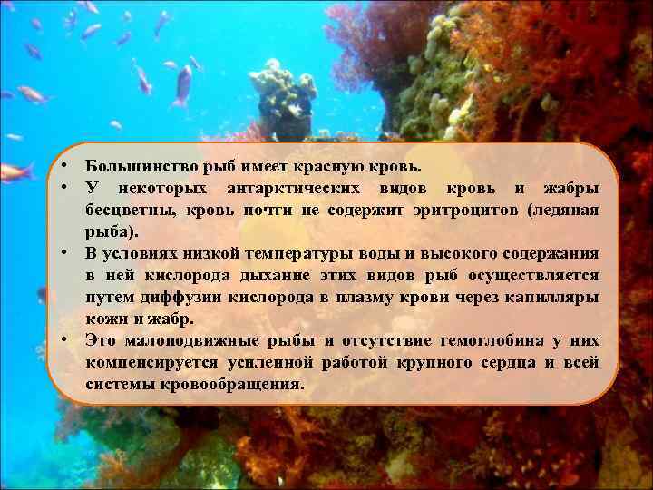  • Большинство рыб имеет красную кровь. • У некоторых антарктических видов кровь и
