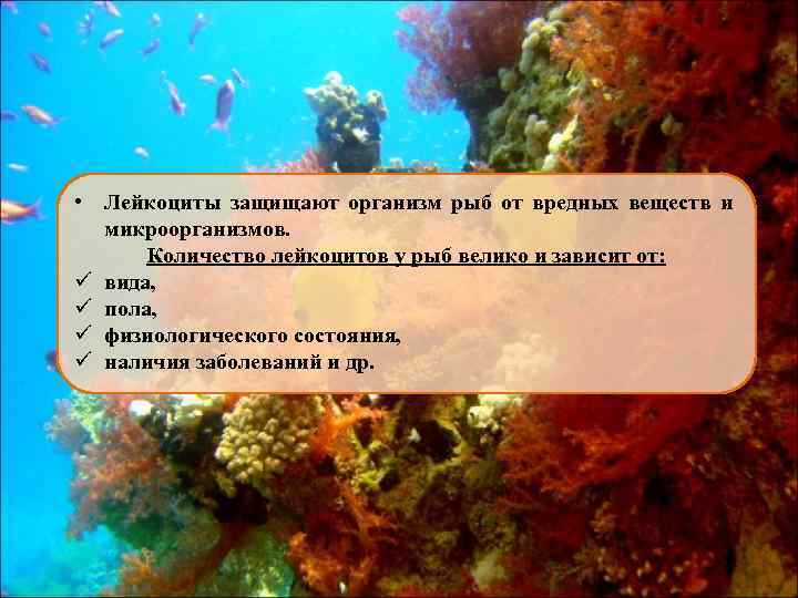  • Лейкоциты защищают организм рыб от вредных веществ и микроорганизмов. Количество лейкоцитов у