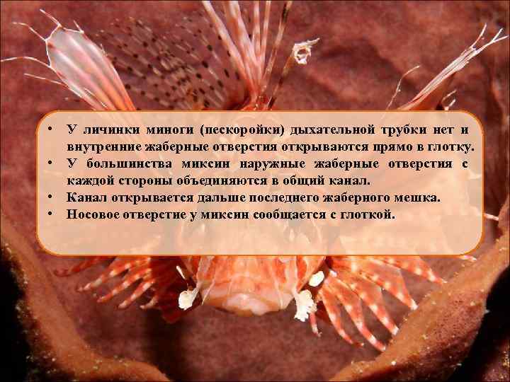  • У личинки миноги (пескоройки) дыхательной трубки нет и внутренние жаберные отверстия открываются
