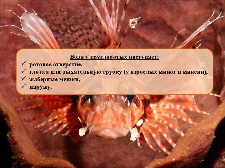 ü ü Вода у круглоротых поступает: ротовое отверстие, глотка или дыхательную трубку (у взрослых