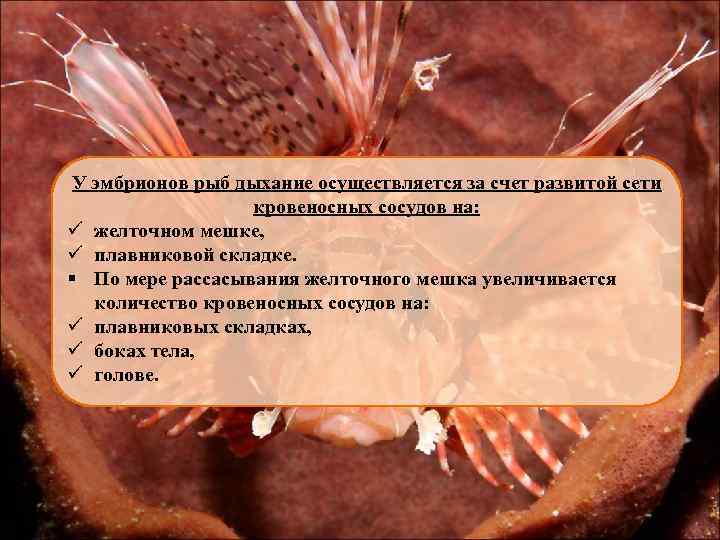 У эмбрионов рыб дыхание осуществляется за счет развитой сети кровеносных сосудов на: ü желточном