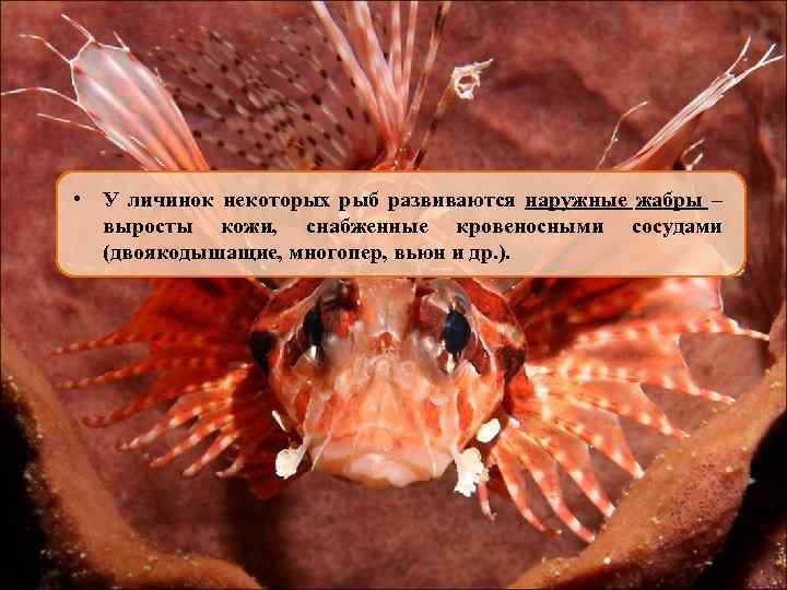  • У личинок некоторых рыб развиваются наружные жабры – выросты кожи, снабженные кровеносными