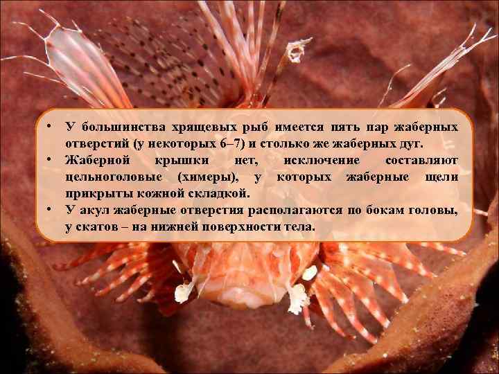  • У большинства хрящевых рыб имеется пять пар жаберных отверстий (у некоторых 6–