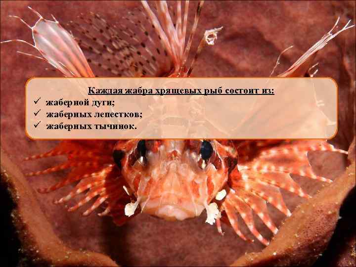 Каждая жабра хрящевых рыб состоит из: ü жаберной дуги; ü жаберных лепестков; ü жаберных